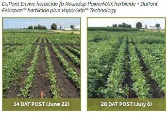 Soybean field treasted with DuPont Envive herbicide fb Roundup PowerMAX herbicide + DuPont FeXapan� herbicide plus VaporGrip� Technology