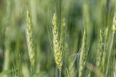 wheat close nup 