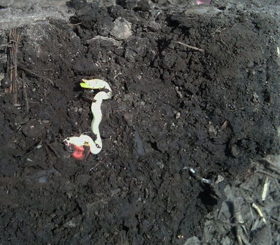 Photo showing a corn seedling that has failed to emerge due to prolonged cold stress and compacted soil conditions.