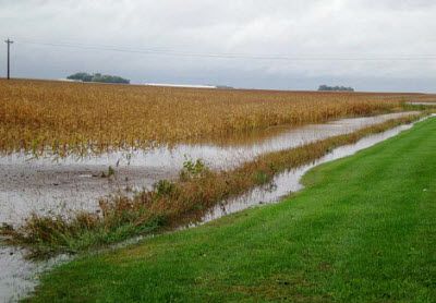 Flooded corn field