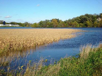 Flooded corn field