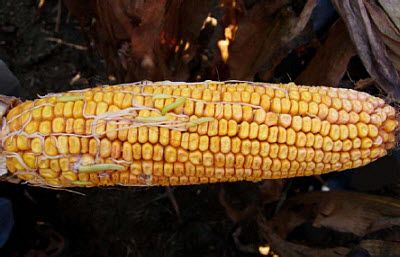 Corn ear with sprouted kernels.