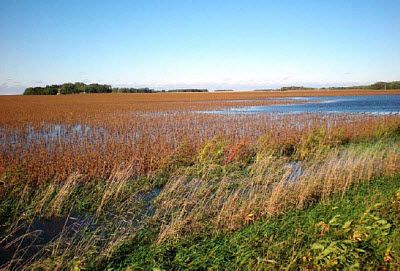 Flooded soybean field