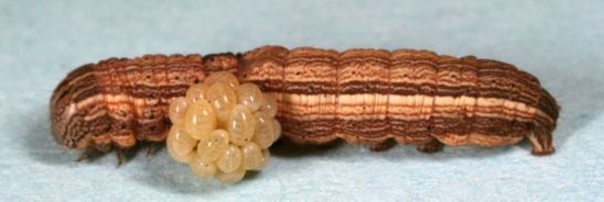 Fall armyworm caterpillar