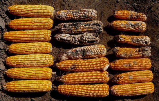 corn comparison