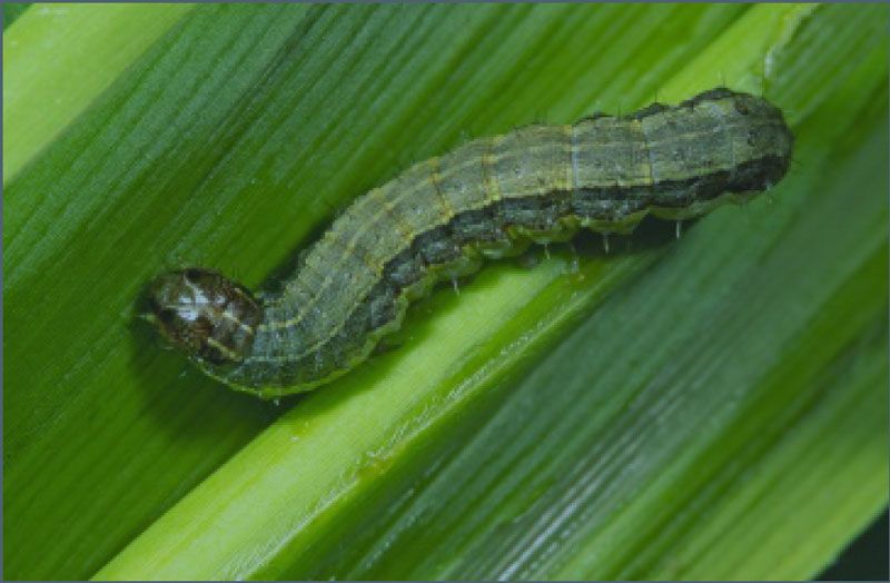 Fall Armyworm