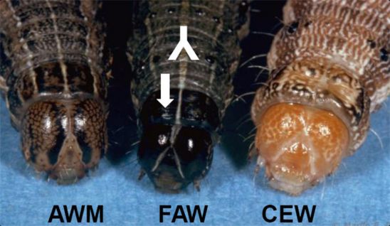 armyworm and earworm