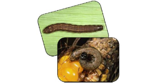 fall armyworm