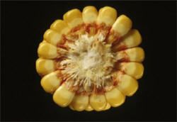 Stage R5.5 - 1/2 Milk Line