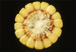 Stage R5 - Beginning Dent