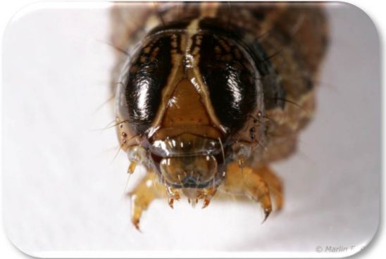 Photo: An inverted “Y” pattern on the front of a dark head identifies the fall armyworm.