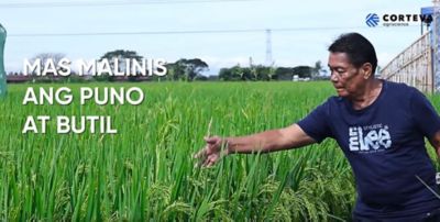 farmer touching the rice field