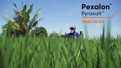 farmer spraying the rice field with herbicide