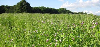 Legume cover crops - field pea.