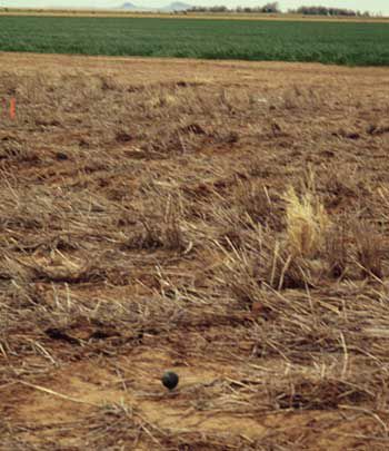 Field probe - Sorghum