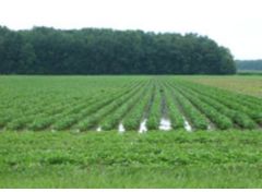 Photo - summer - flooding in field