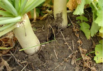 Forage radish - cover crop.