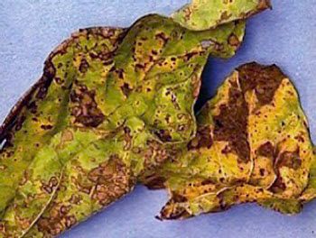 Heavily diseased soybean leaves often wilt and drop off the plant.
