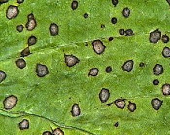 Frogeye leaf spot on soybean leaf (magnified).