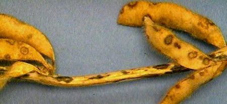 Frogeye leaf spot can develop on pods and grow through the pod wall to infect soybean seeds.