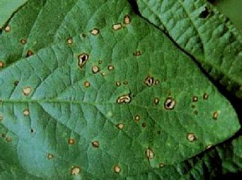 Frogeye leaf spot on soybean leaf.