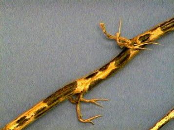 Frogeye stem lesions are red-brown with a dark margin.