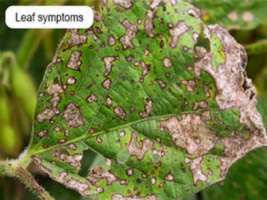 Frogeye Leaf Spot on soybean leaf