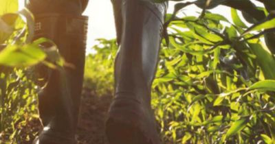 Front Maiscatalogus 2024