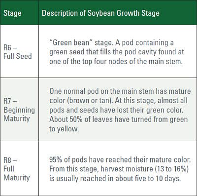 Soybean growth stages R6 to R8.