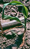 Corn seedling 8 warm days after frost damage occurred.