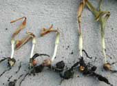 Corn seedlings with a range in damage from frost injury when plants were at V1-V2 stages.