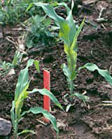 Corn seedling to left of stake 20 warm days after frost damage occurred.