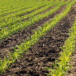 row of young corn