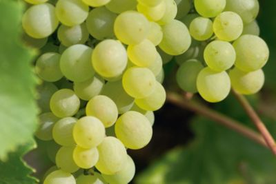 Productos Fungicidas