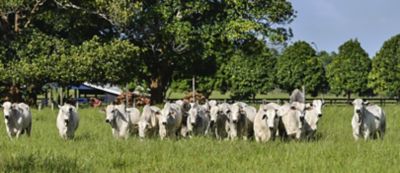 Furtos e roubos de gado estão cada vez mais comuns: aprenda a se prevenir