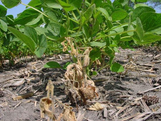 This is a photo of a soybean plant destroyed due to Fusarium infection.