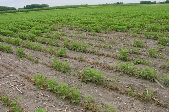 This is a photo showing soybean stand loss due to Fusarium infection.