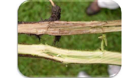 Soybean stem infected with Fusarium