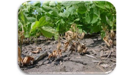 Soybean plant infected with fusarium