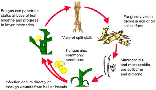 Fusarium Stalk Rot Disease Cycle