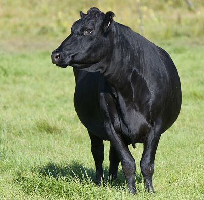 Gado Angus