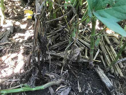 Injured and dying soybean plants in a field infested with gall midge.