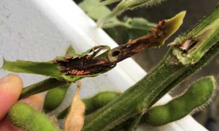 Gall midge larvae feeding in soybean stems. Larvae turn bright red or orange as they mature.