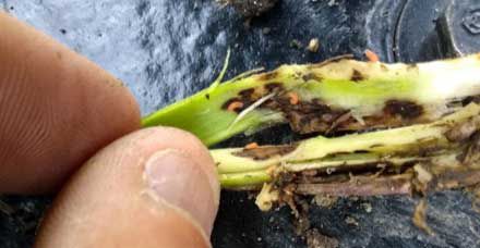 Gall midge larvae feeding in soybean stems.