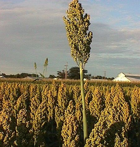 Sorghum height mutant.