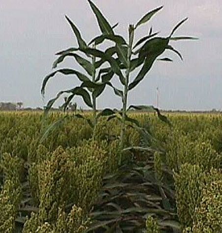 Forage sorghum outcross.