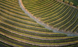 IMG-gestion-durable-des-ravageurs-vigne