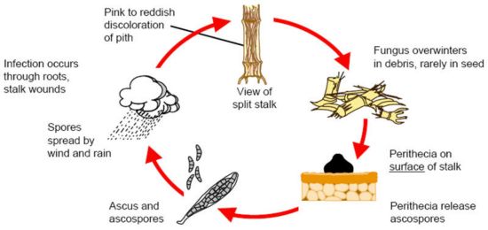 Gibberella stalk rot disease cycle