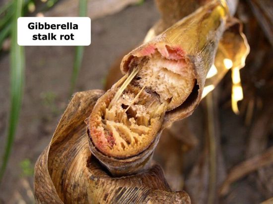 Gibberella stalk rot