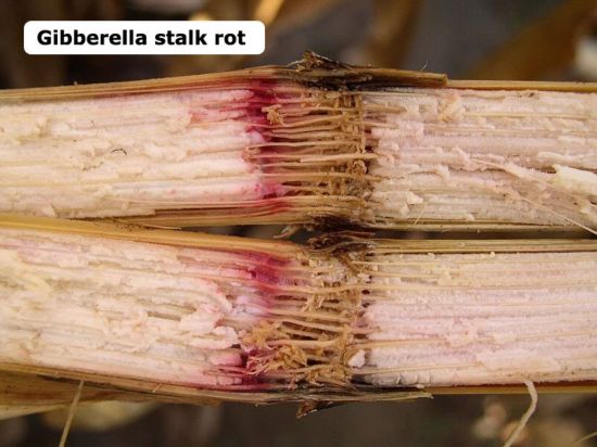 Corn stalks infected with gibberella stalk rot have pink to reddish coloration of pith and vascular strands.